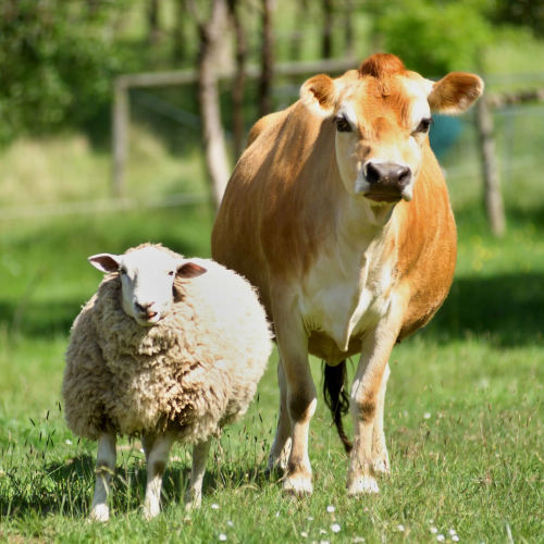 Применение